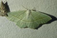 Campaea margaritaria