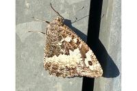 Brintesia circe
