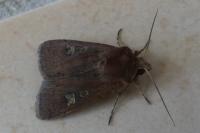 Xestia xanthographa