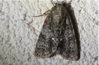 Acronicta rumicis