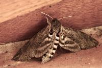 Agrius convolvuli