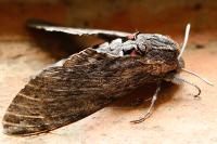 Agrius convolvuli