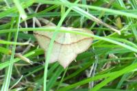Timandra comae