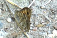 Lasiommata megera