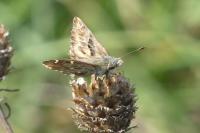 Carcharodus alceae
