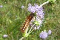 Acronicta rumicis