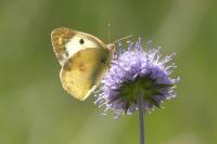 Colias