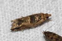 Crocidosema plebejana