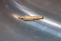 Agriphila geniculea