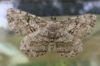 Peribatodes rhomboidaria