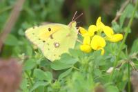 Colias crocea