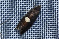Pammene spiniana