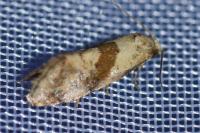 Cochylidia implicitana