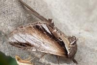 Pheosia gnoma
