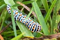 Papilio machaon