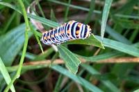 Papilio machaon