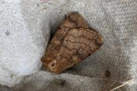 Xestia sexstrigata/xanthographa