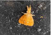 Orgyia antiqua