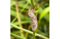 Pachycnemia hippocastanaria