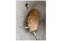 Noctua fimbriata