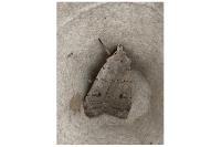 Xestia castanea