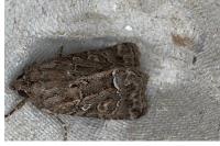 Thalpophila matura