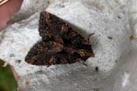 Mniotype satura