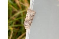 Trichiura crataegi