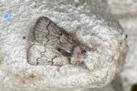Trichiura crataegi