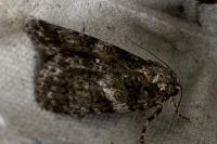 Acronicta rumicis