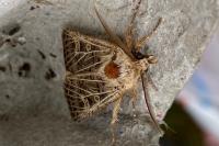Tholera decimalis