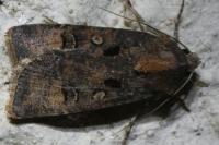 Agrotis trux