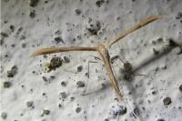 Emmelina monodactyla