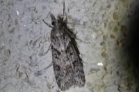 Eudonia angustea