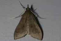 Mecyna asinalis