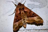 Phlogophora meticulosa