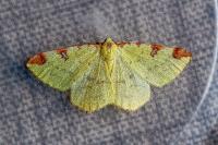 Opisthograptis luteolata