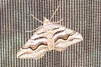 Scotopteryx peribolata