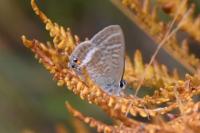 Lampides boeticus