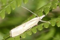 Agriphila inquinatella
