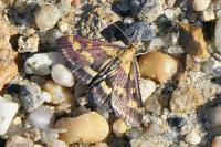 Pyrausta purpuralis
