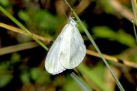 Leptidea sinapis