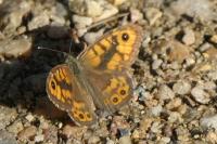 Lasiommata megera