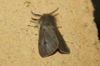 Diaphora mendica