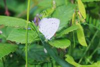 Celastrina argiolus