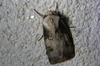 Agrotis puta
