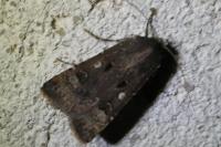 Agrotis trux