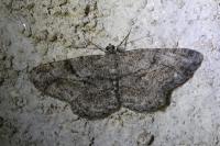 Peribatodes rhomboidaria