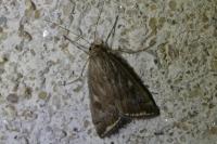 Loxostege sticticalis