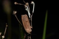Noctua pronuba